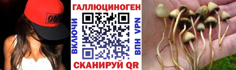 Купить  Любань  Галлюциногенные грибы GOLDEN TEACHER 